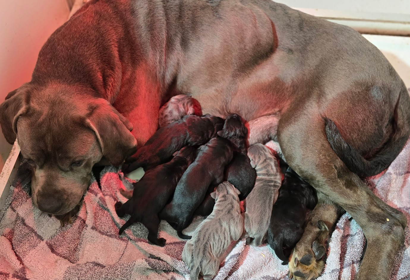 Chiot Cane Corso de Ling Dechen