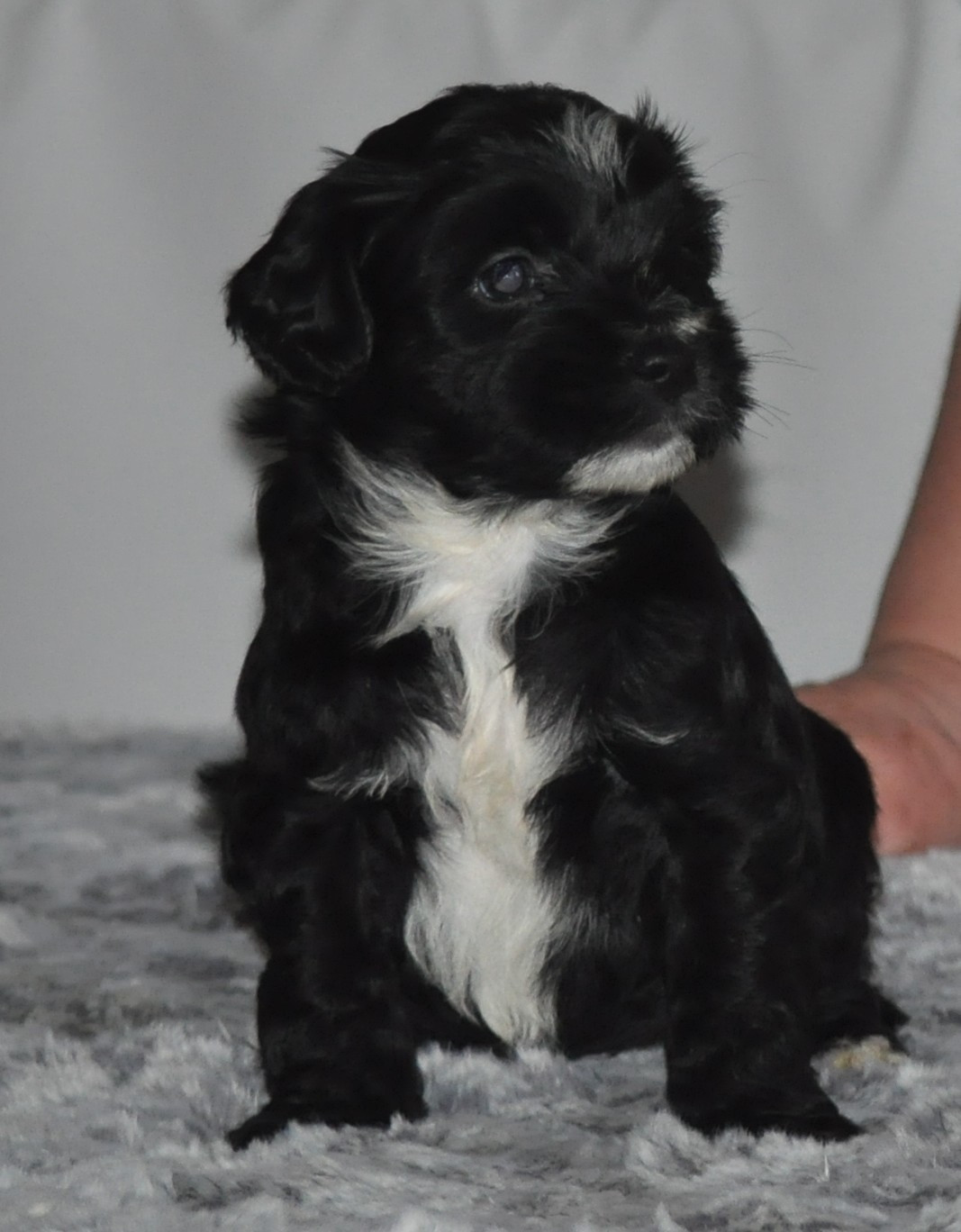 de Ling Dechen - Chiots disponibles - Terrier Tibetain