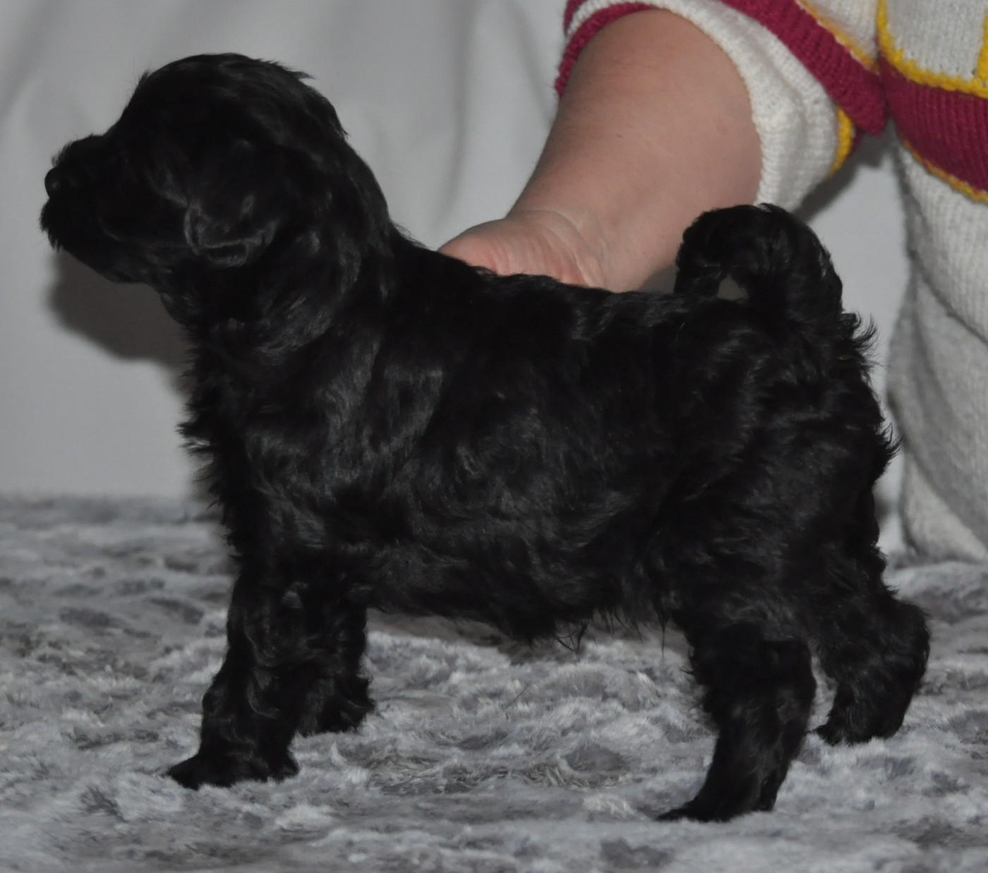 de Ling Dechen - Chiots disponibles - Terrier Tibetain