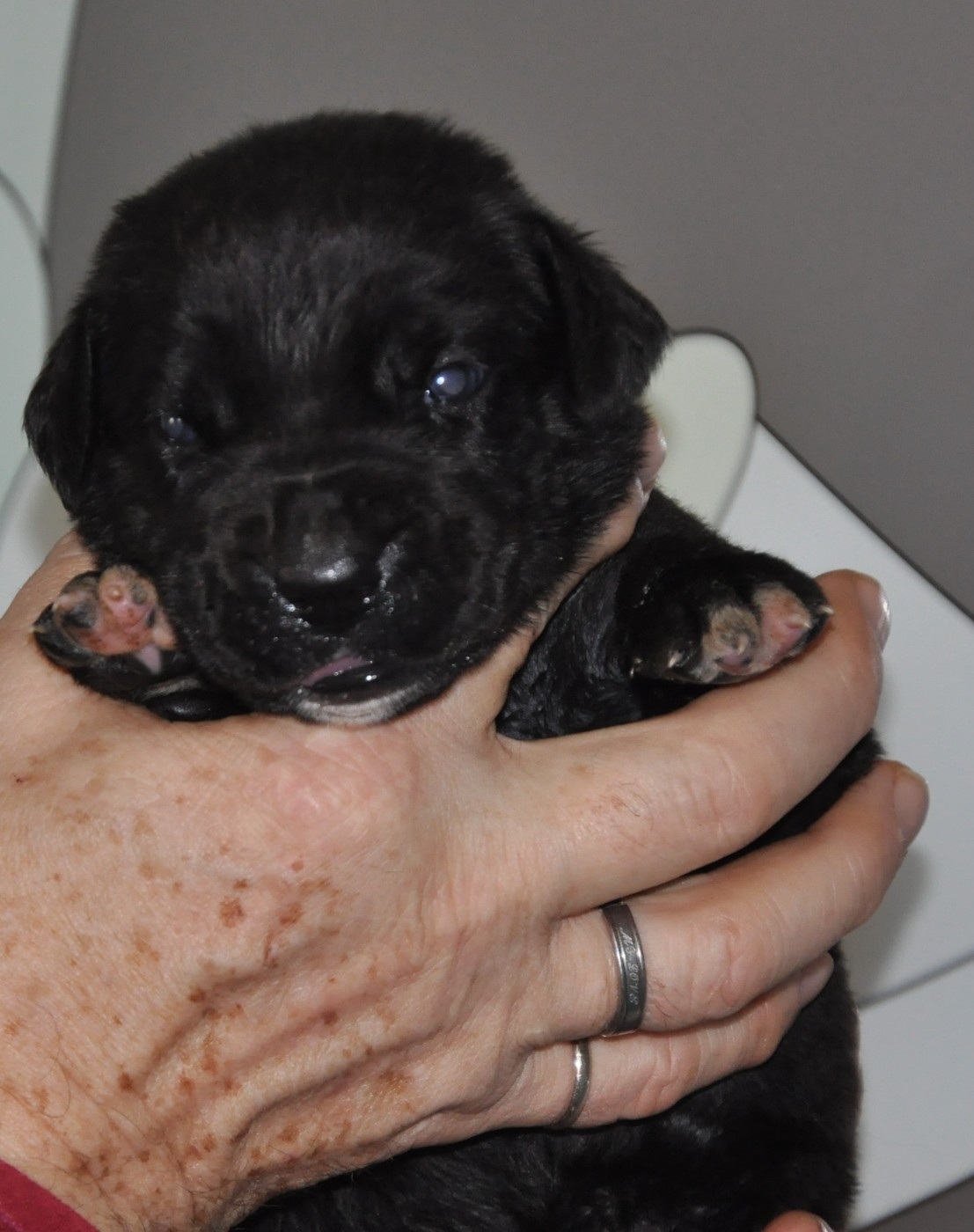 de Ling Dechen - Chiots disponibles - Cane Corso