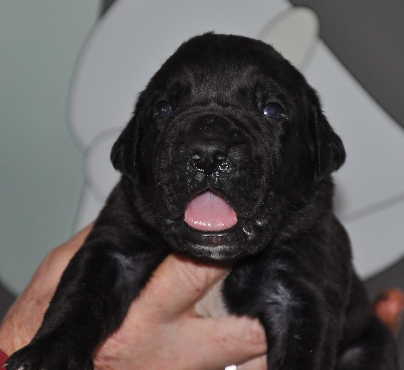 de Ling Dechen - Chiots disponibles - Cane Corso