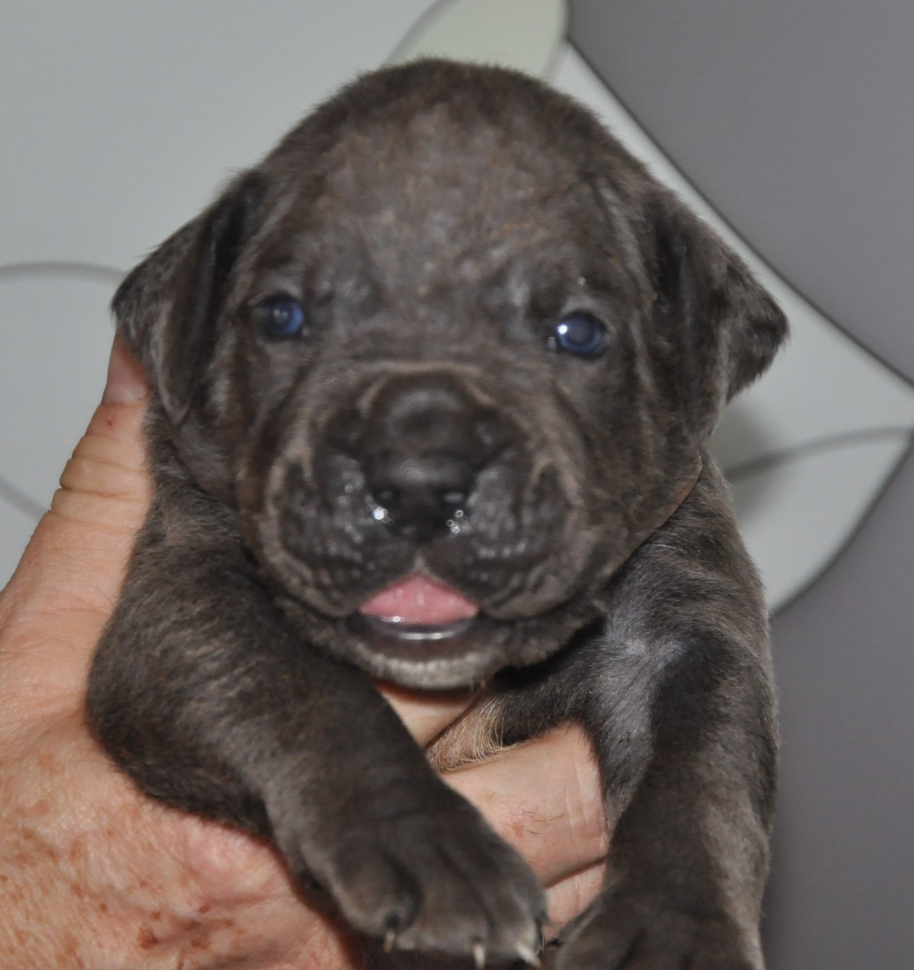 de Ling Dechen - Chiots disponibles - Cane Corso