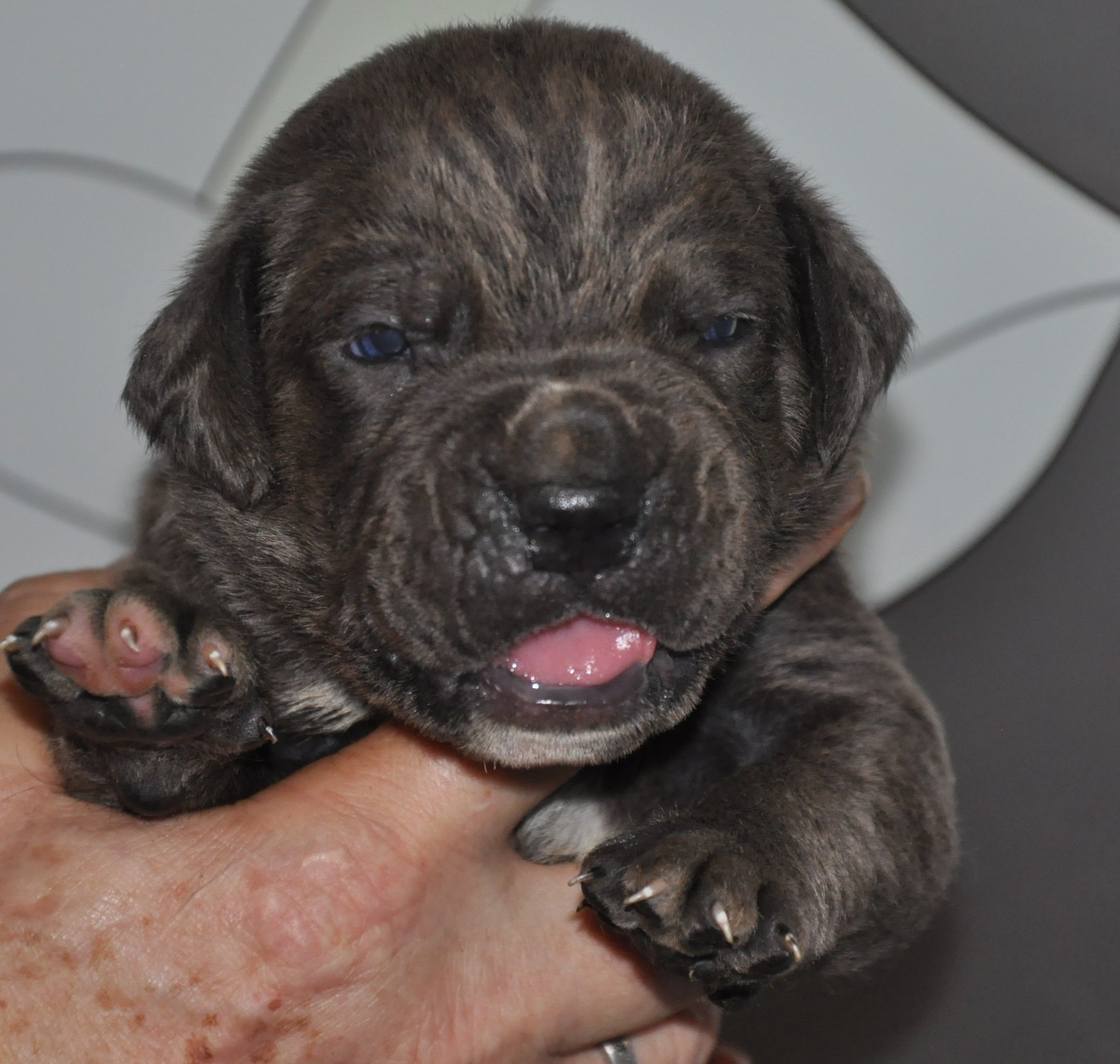de Ling Dechen - Chiots disponibles - Cane Corso