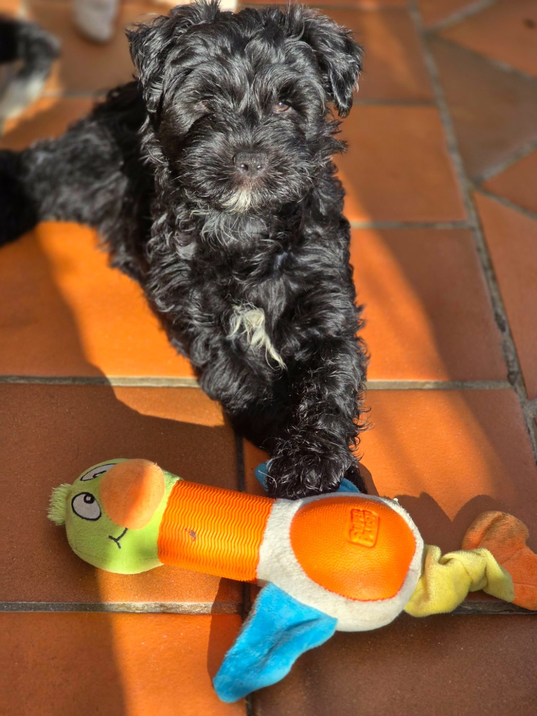 de Ling Dechen - Chiots disponibles - Terrier Tibetain