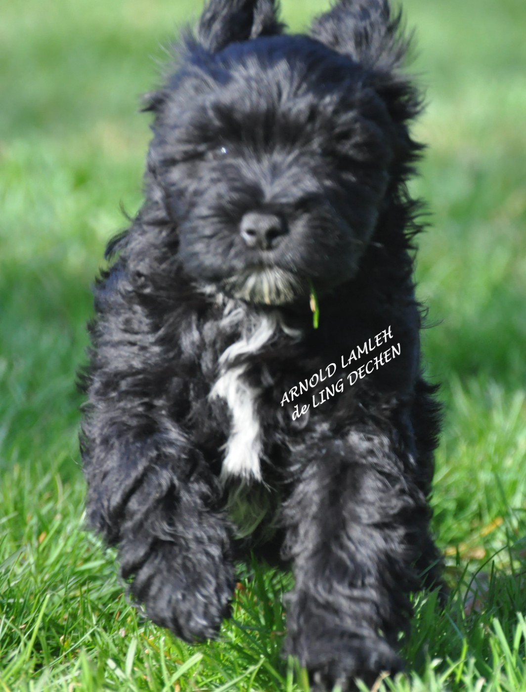 de Ling Dechen - Chiots disponibles - Terrier Tibetain