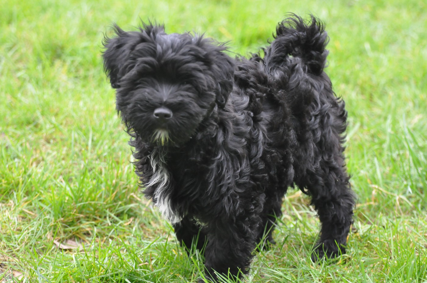 de Ling Dechen - Terrier Tibetain - Portée née le 23/12/2025
