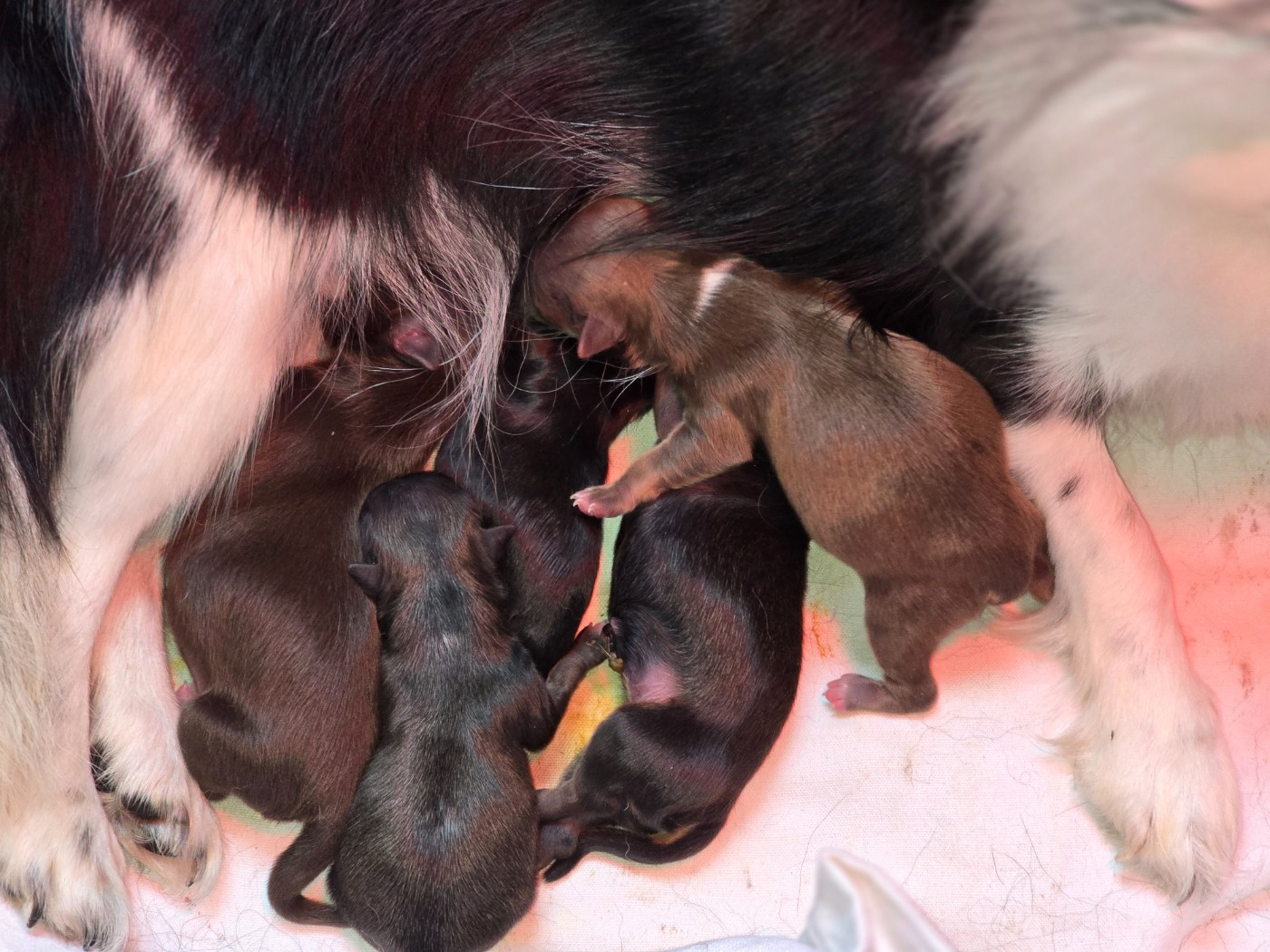 de Ling Dechen - Chiots disponibles - Chihuahua