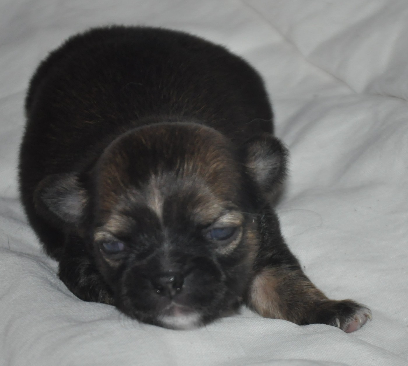 de Ling Dechen - Chiots disponibles - Chihuahua