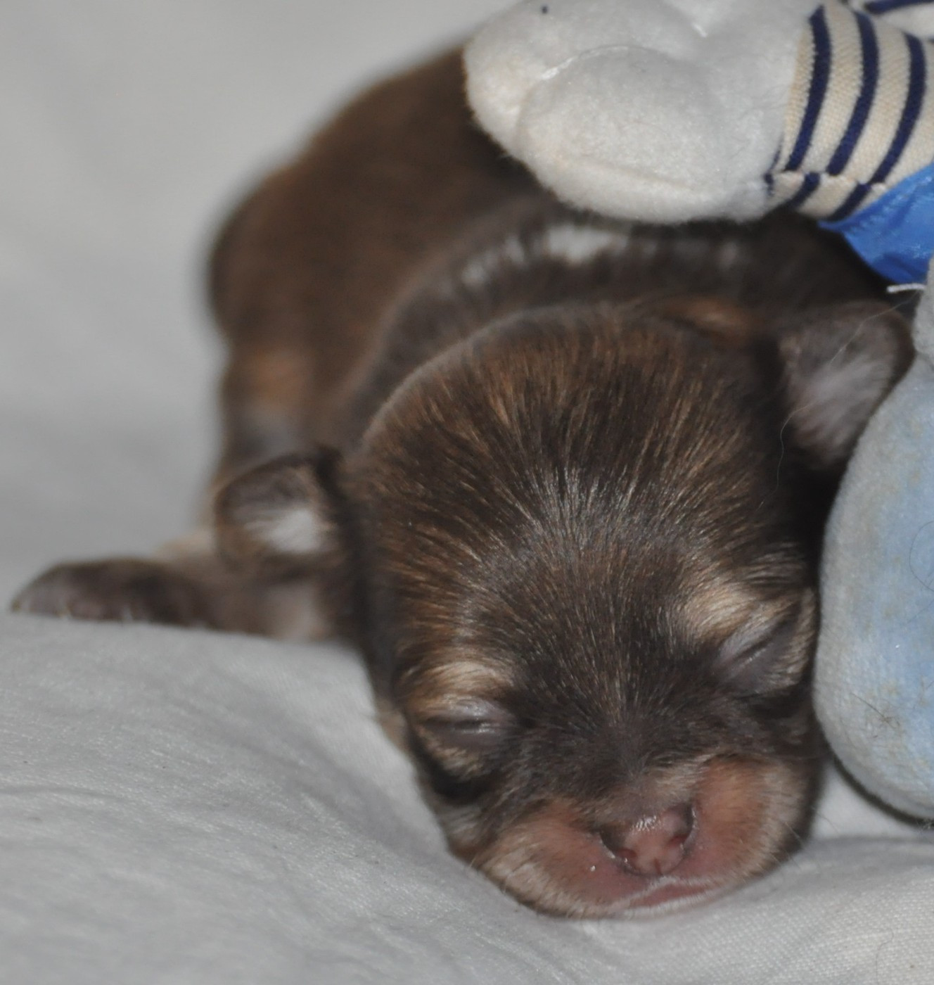 de Ling Dechen - Chiots disponibles - Chihuahua