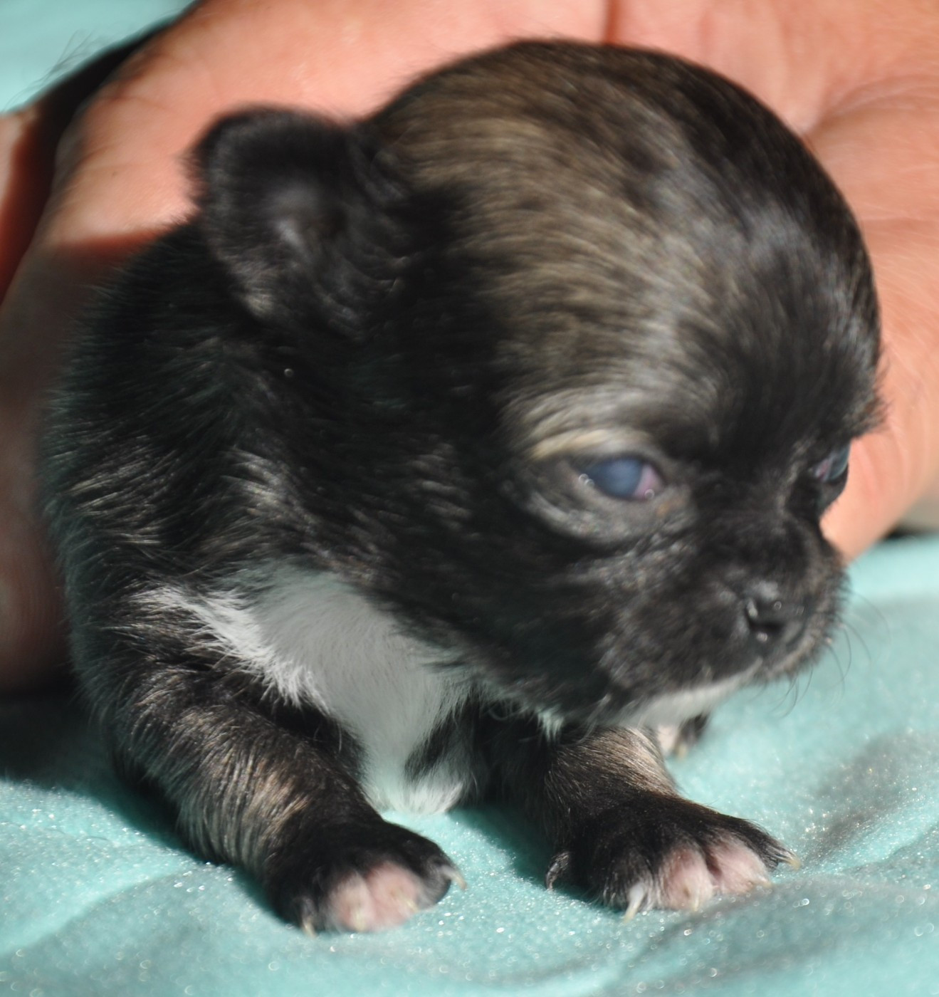 de Ling Dechen - Chiots disponibles - Chihuahua