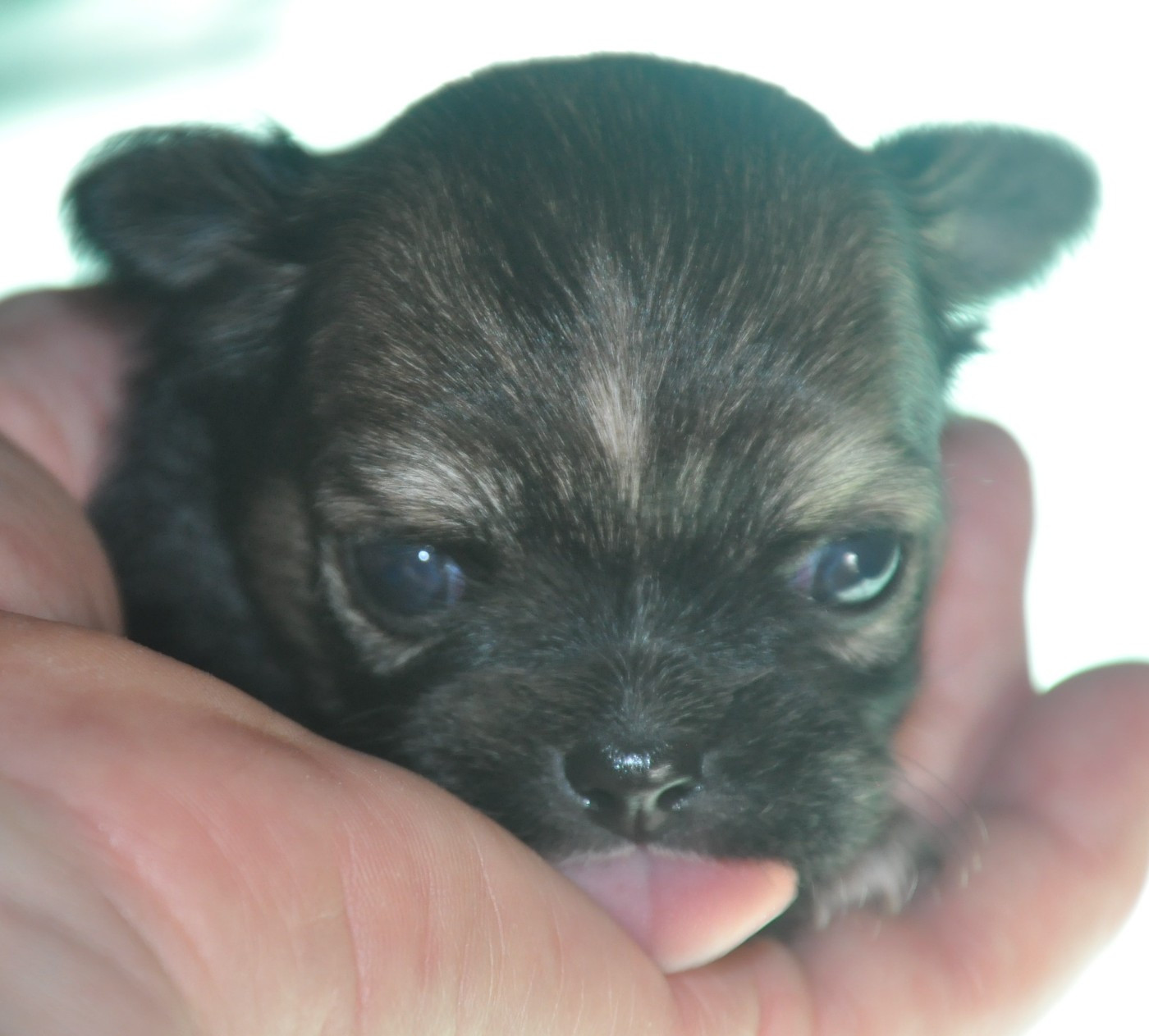 de Ling Dechen - Chiots disponibles - Chihuahua