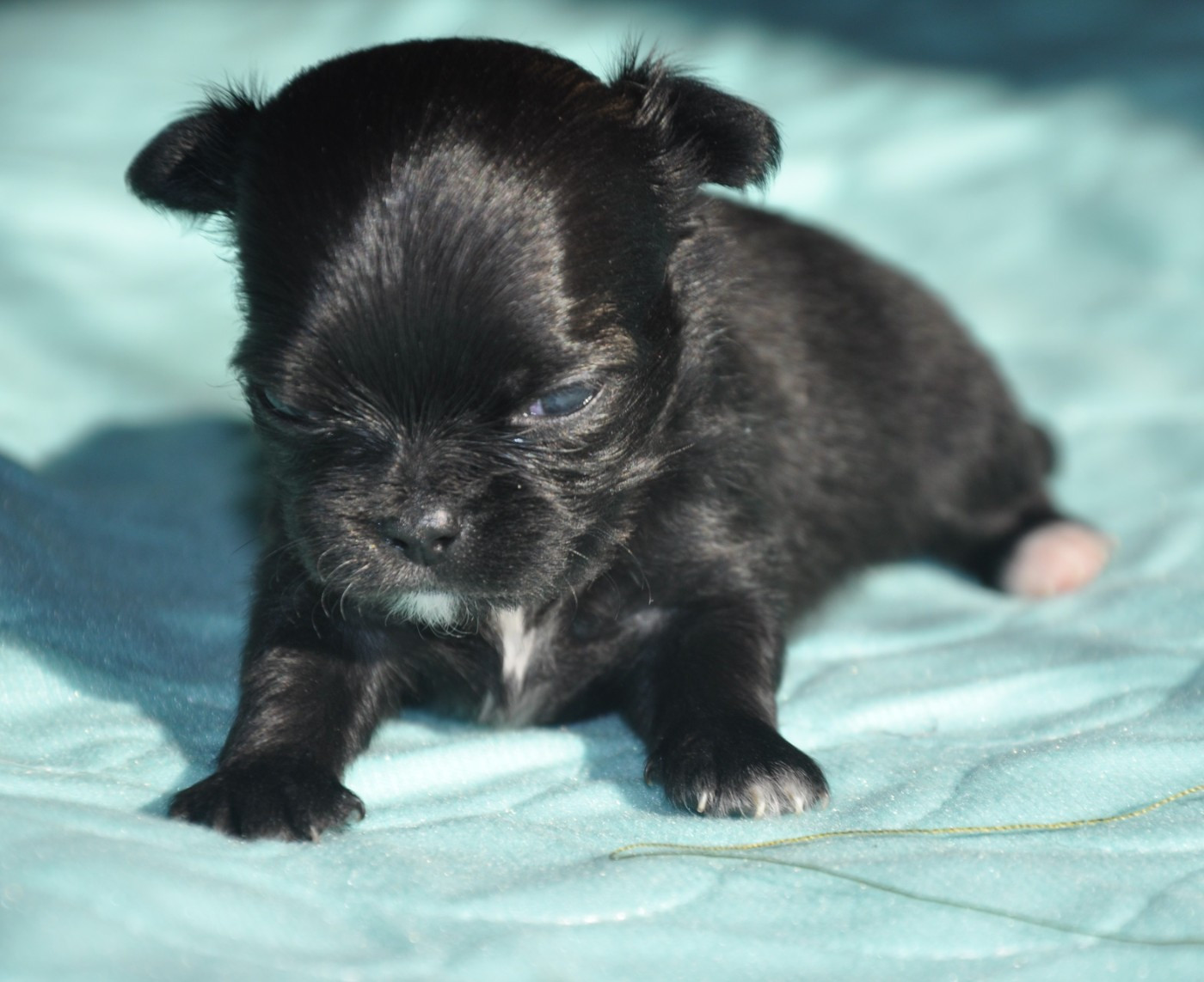 de Ling Dechen - Chiots disponibles - Chihuahua
