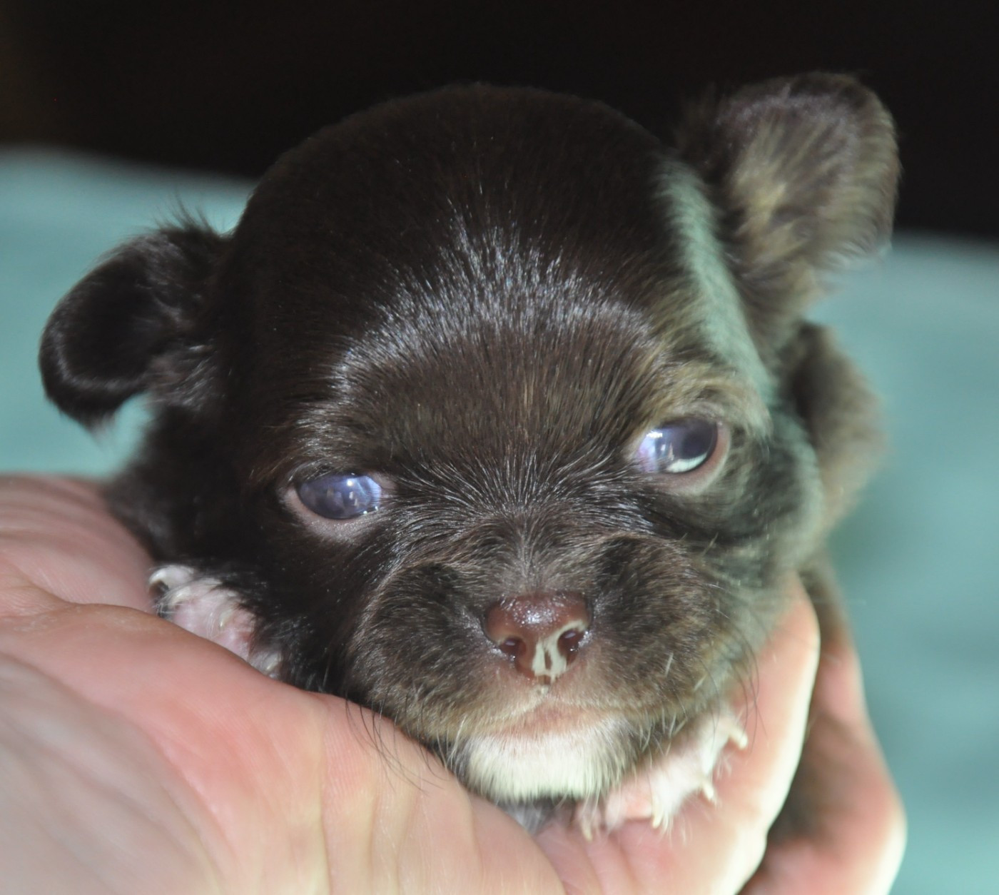 de Ling Dechen - Chiots disponibles - Chihuahua