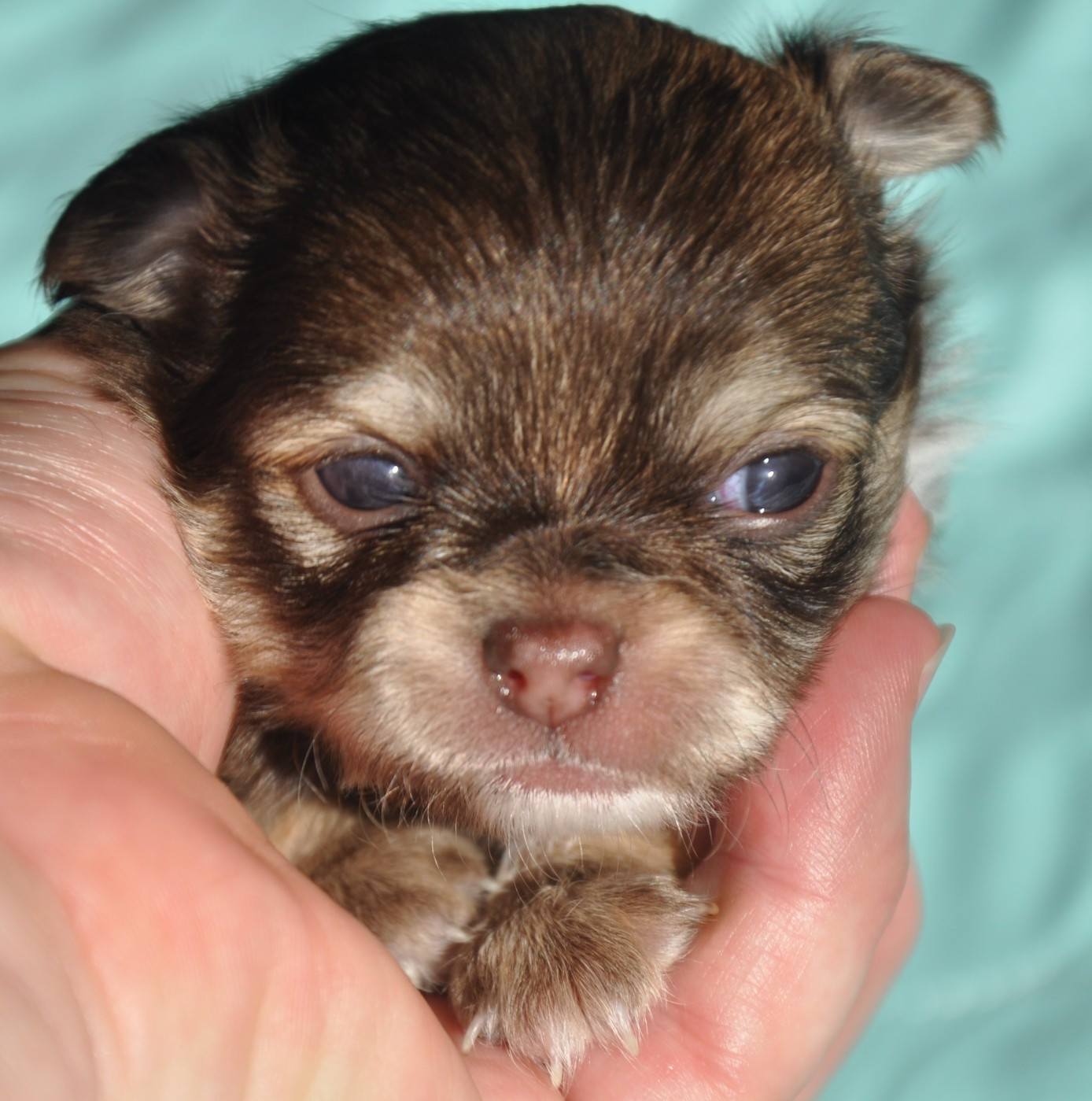 de Ling Dechen - Chiots disponibles - Chihuahua