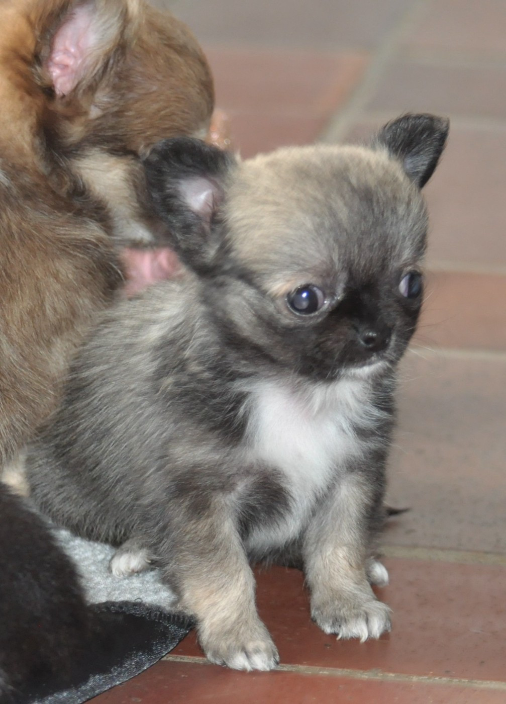 de Ling Dechen - Chiots disponibles - Chihuahua