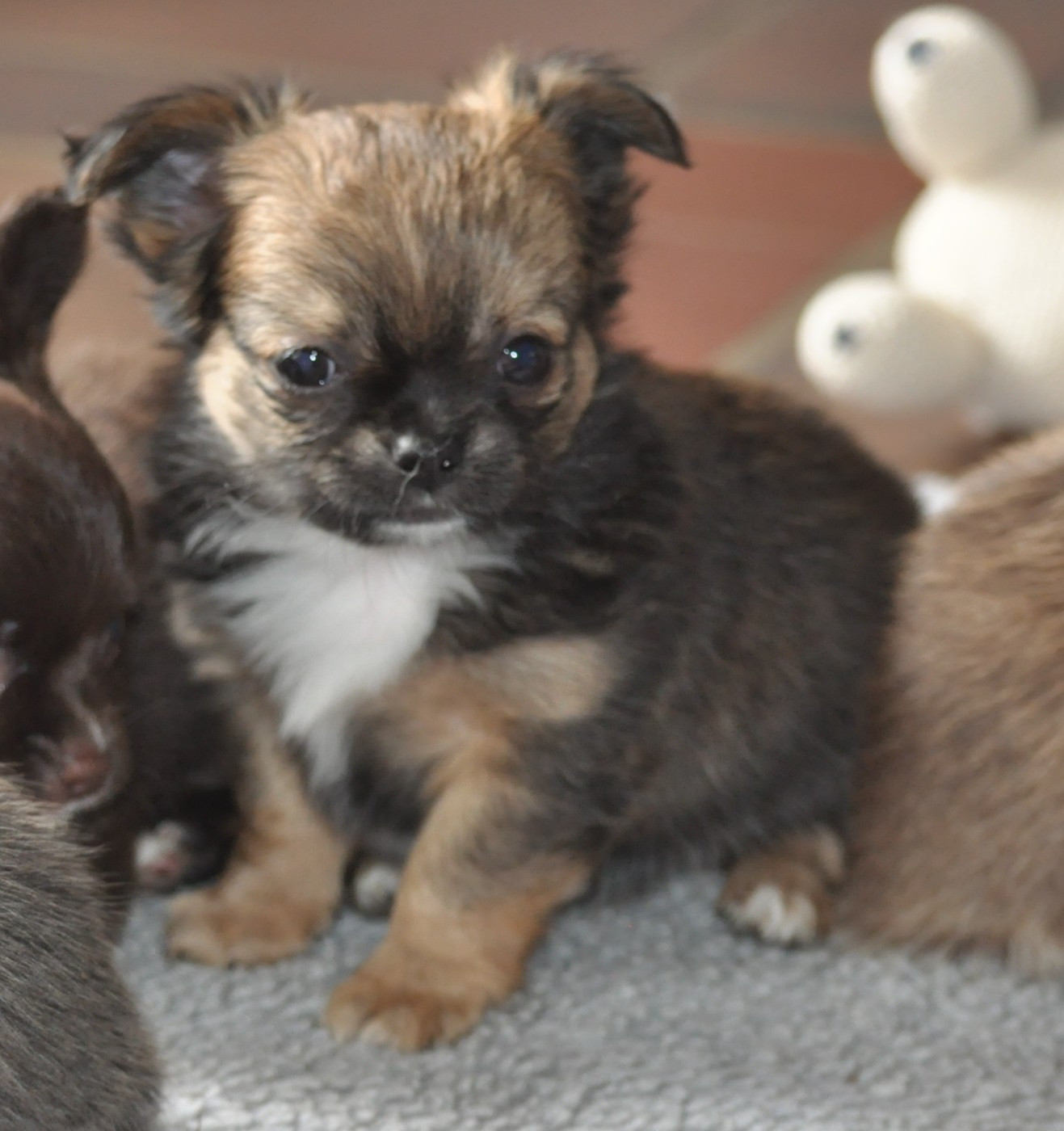 de Ling Dechen - Chiots disponibles - Chihuahua