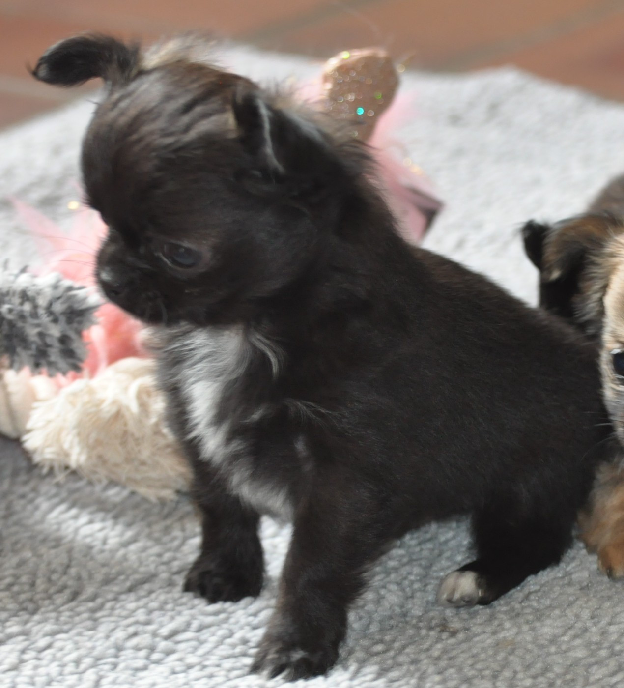 de Ling Dechen - Chiots disponibles - Chihuahua
