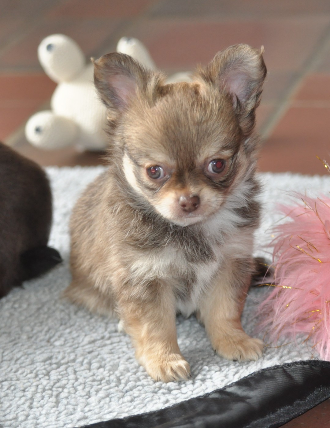 de Ling Dechen - Chiots disponibles - Chihuahua