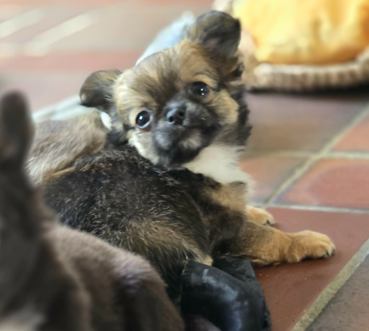 de Ling Dechen - Chiots disponibles - Chihuahua