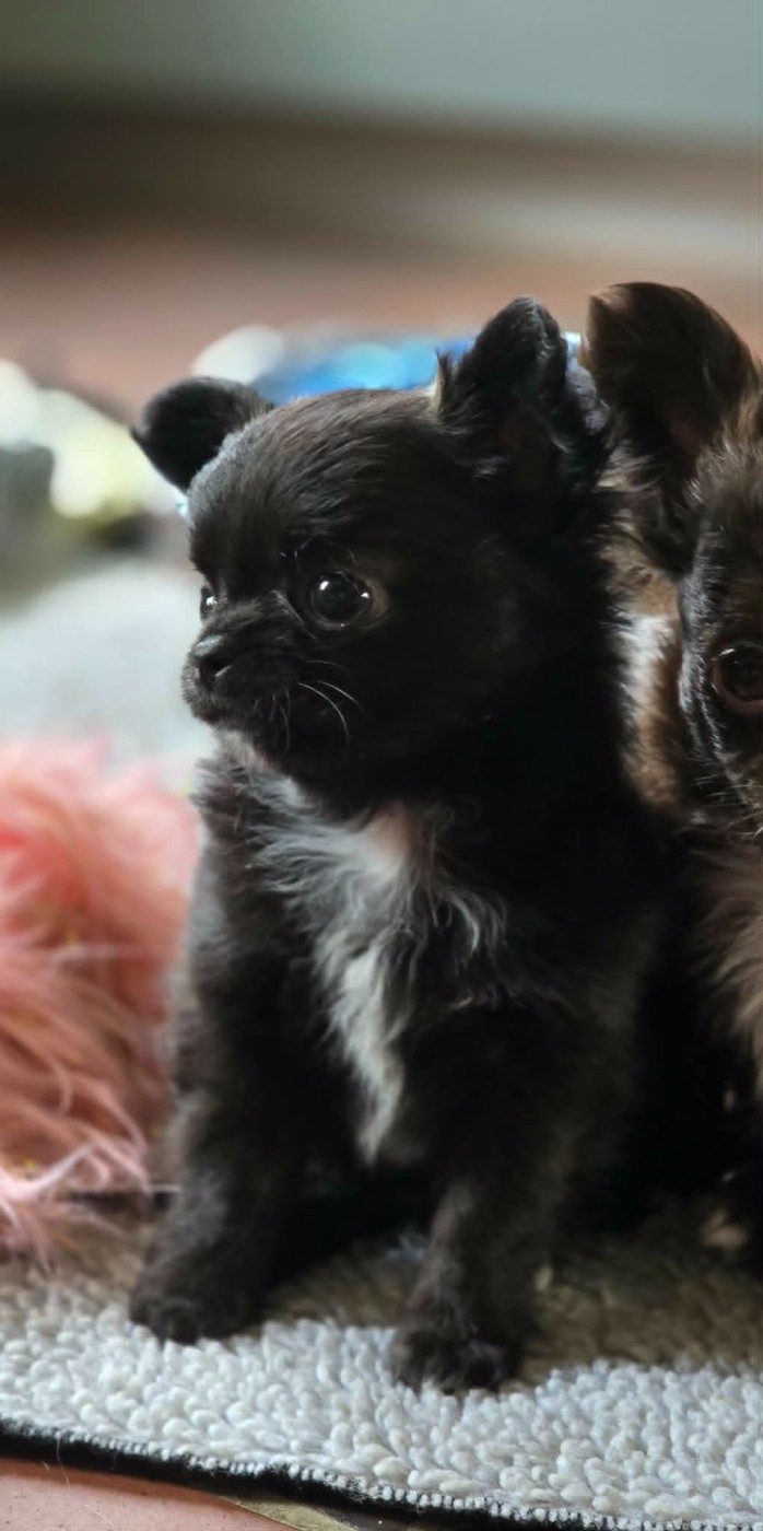 de Ling Dechen - Chiots disponibles - Chihuahua
