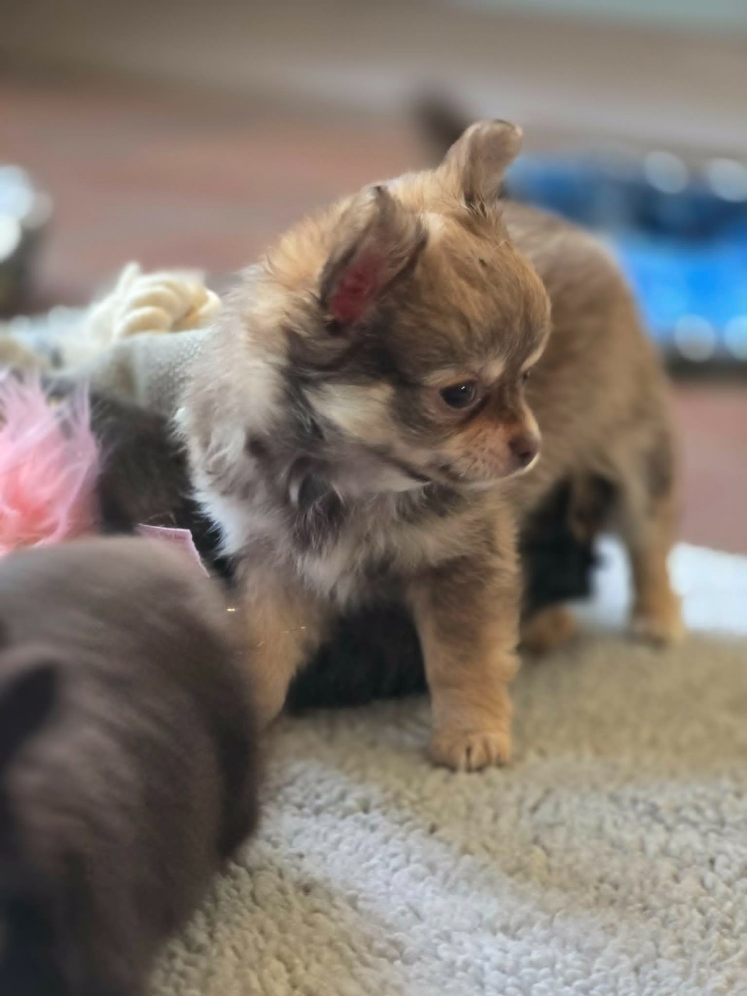 de Ling Dechen - Chiots disponibles - Chihuahua