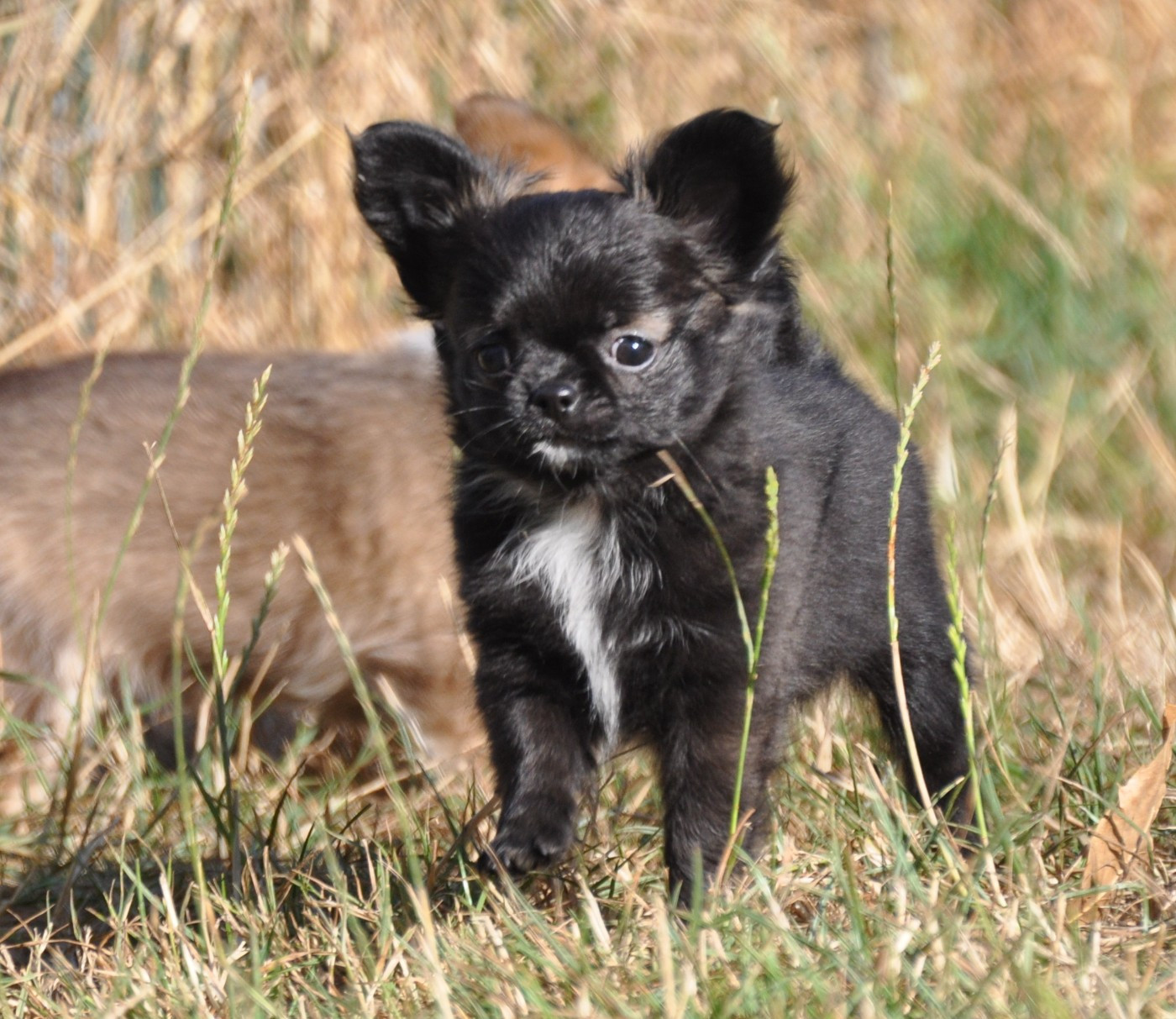 de Ling Dechen - Chiots disponibles - Chihuahua