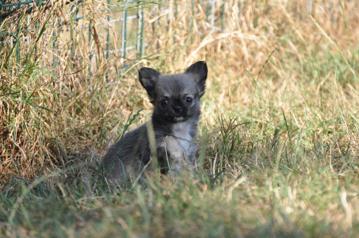 de Ling Dechen - Chiots disponibles - Chihuahua