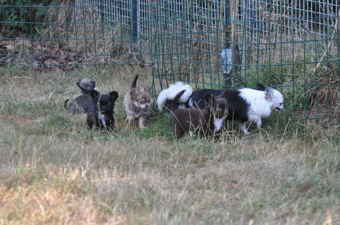 Chiot Chihuahua de Ling Dechen