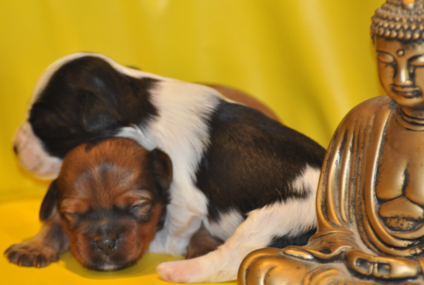 de Ling Dechen - Chiots disponibles - Terrier Tibetain