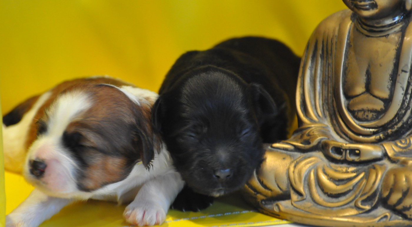 de Ling Dechen - Chiots disponibles - Terrier Tibetain