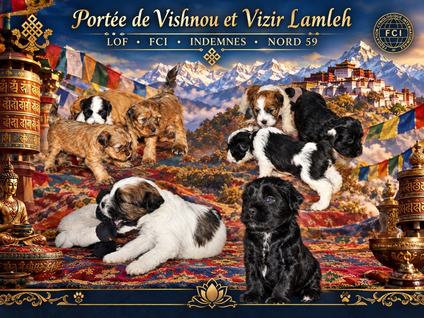 de Ling Dechen - Chiots disponibles - Terrier Tibetain