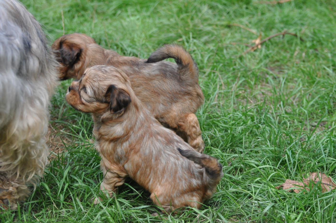de Ling Dechen - Chiots disponibles - Terrier Tibetain