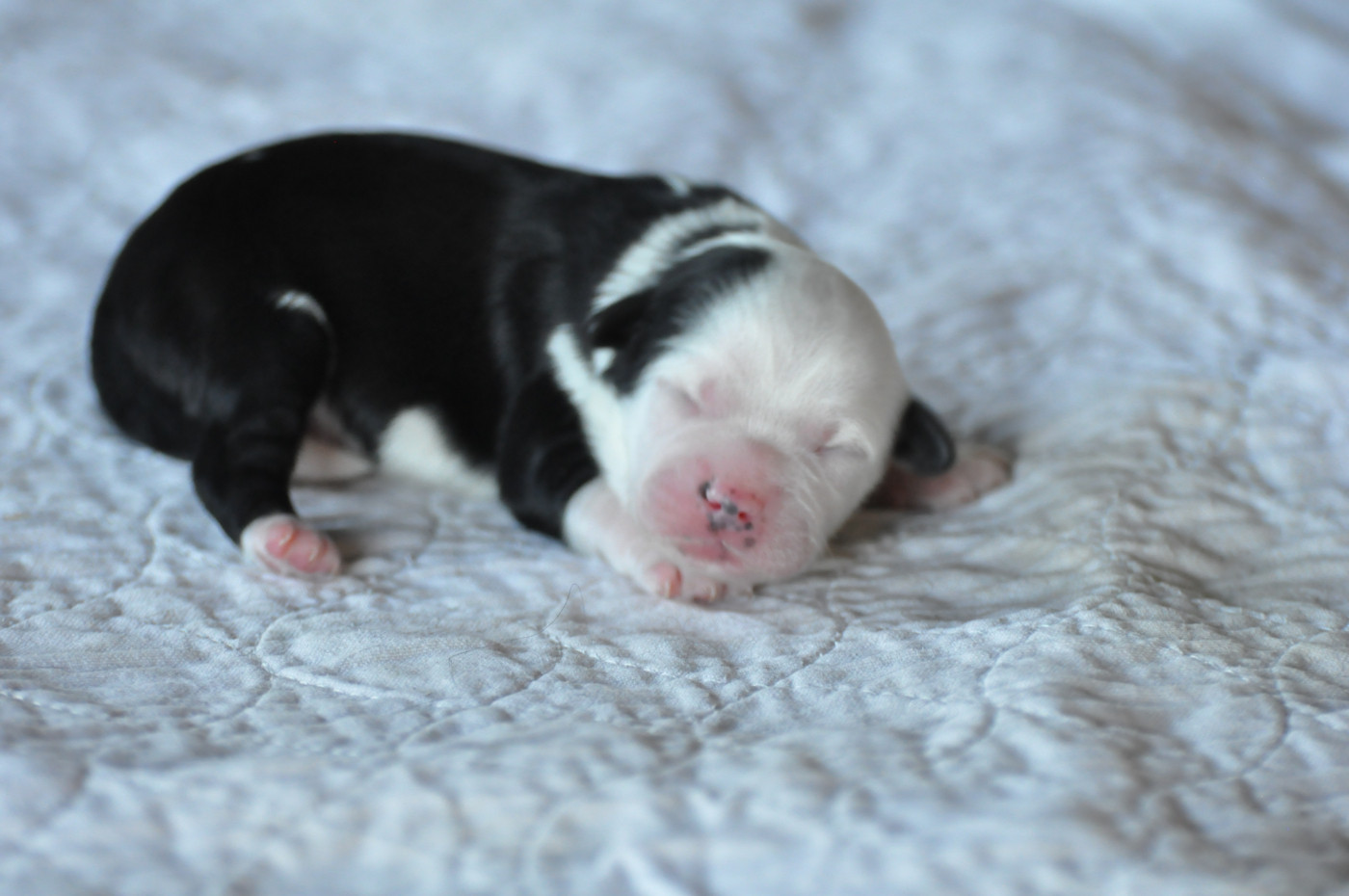 de Ling Dechen - Chiots disponibles - Terrier Tibetain