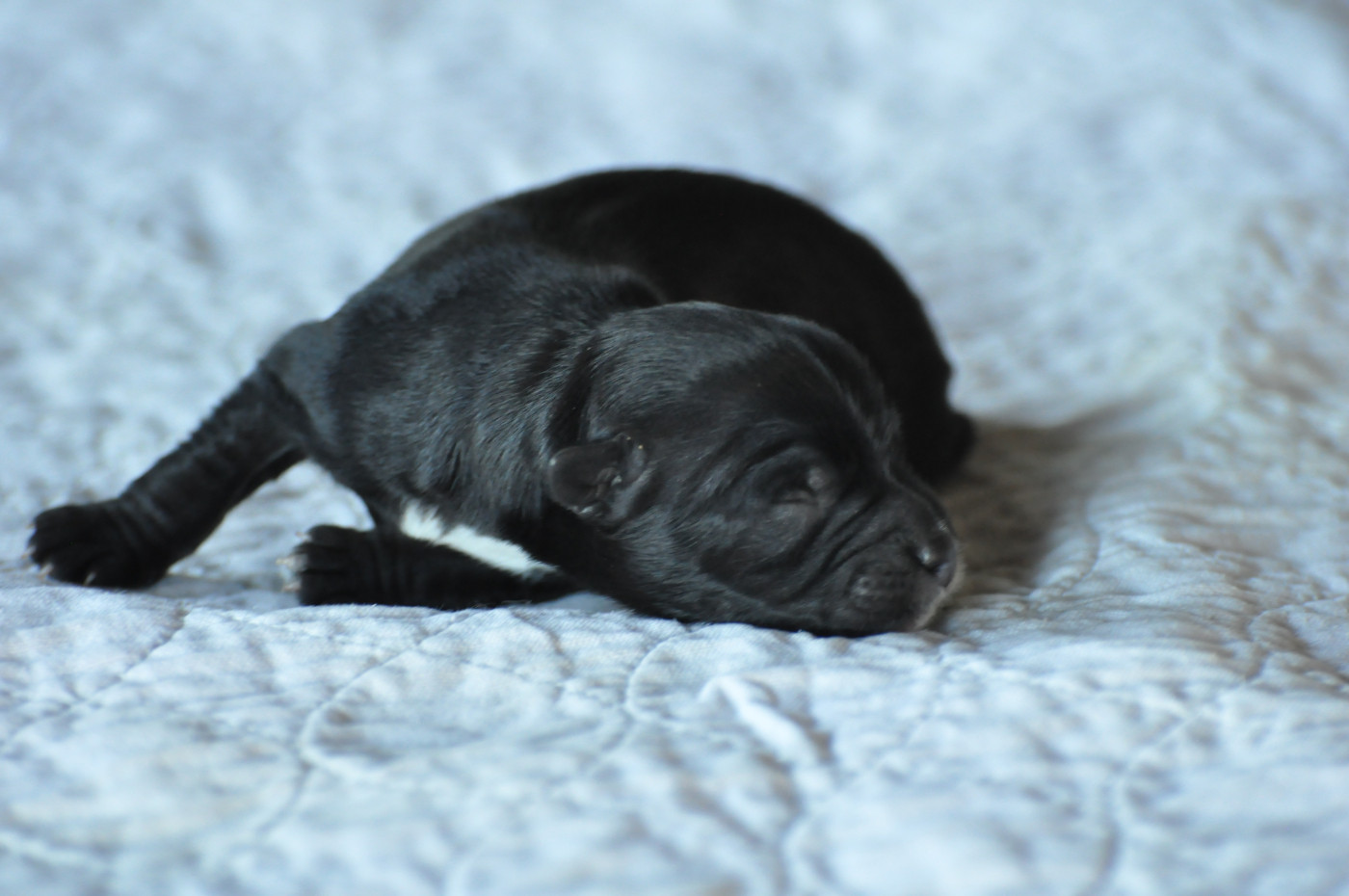de Ling Dechen - Chiots disponibles - Terrier Tibetain