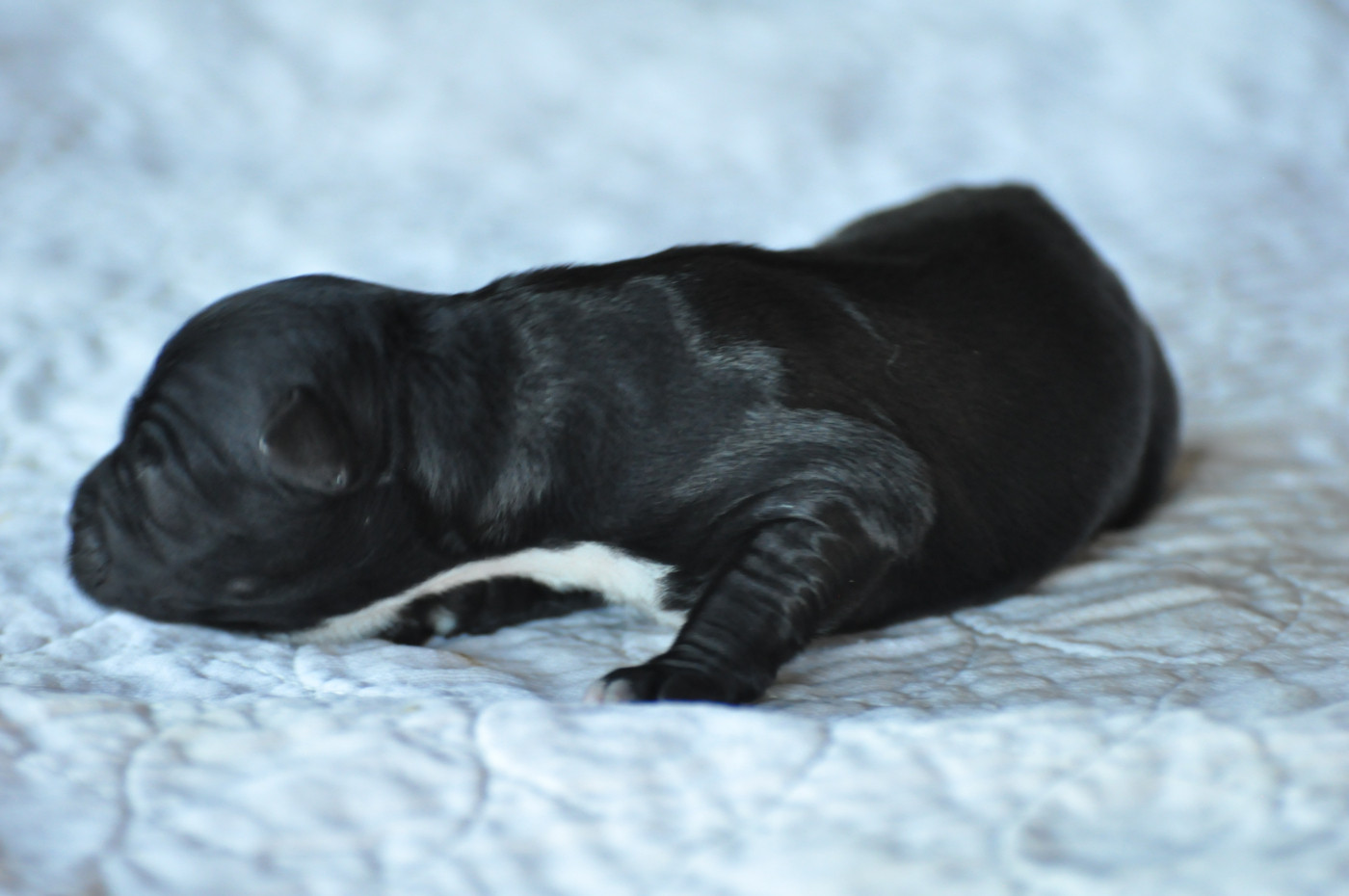 de Ling Dechen - Chiots disponibles - Terrier Tibetain