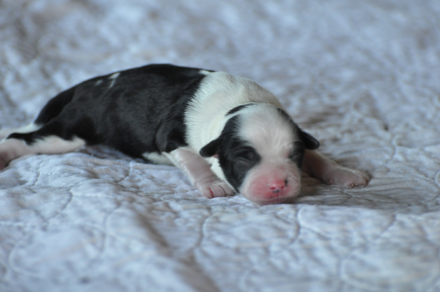 de Ling Dechen - Chiots disponibles - Terrier Tibetain