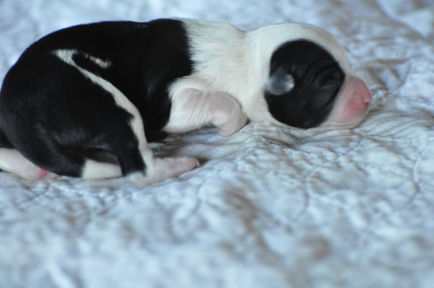 de Ling Dechen - Chiots disponibles - Terrier Tibetain