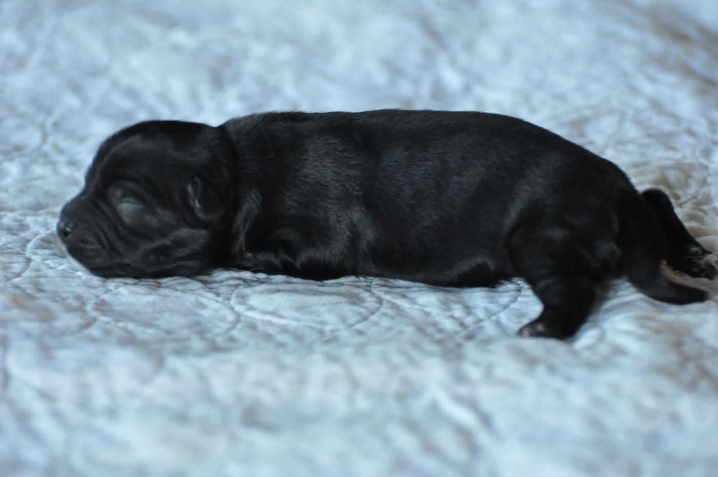 de Ling Dechen - Chiots disponibles - Terrier Tibetain