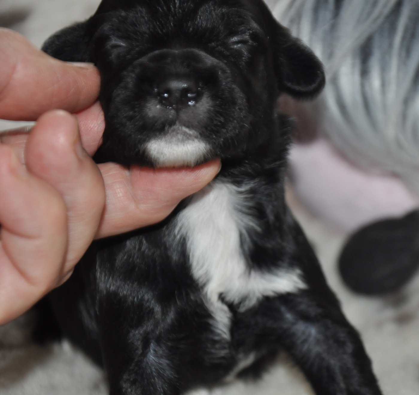 de Ling Dechen - Chiots disponibles - Terrier Tibetain