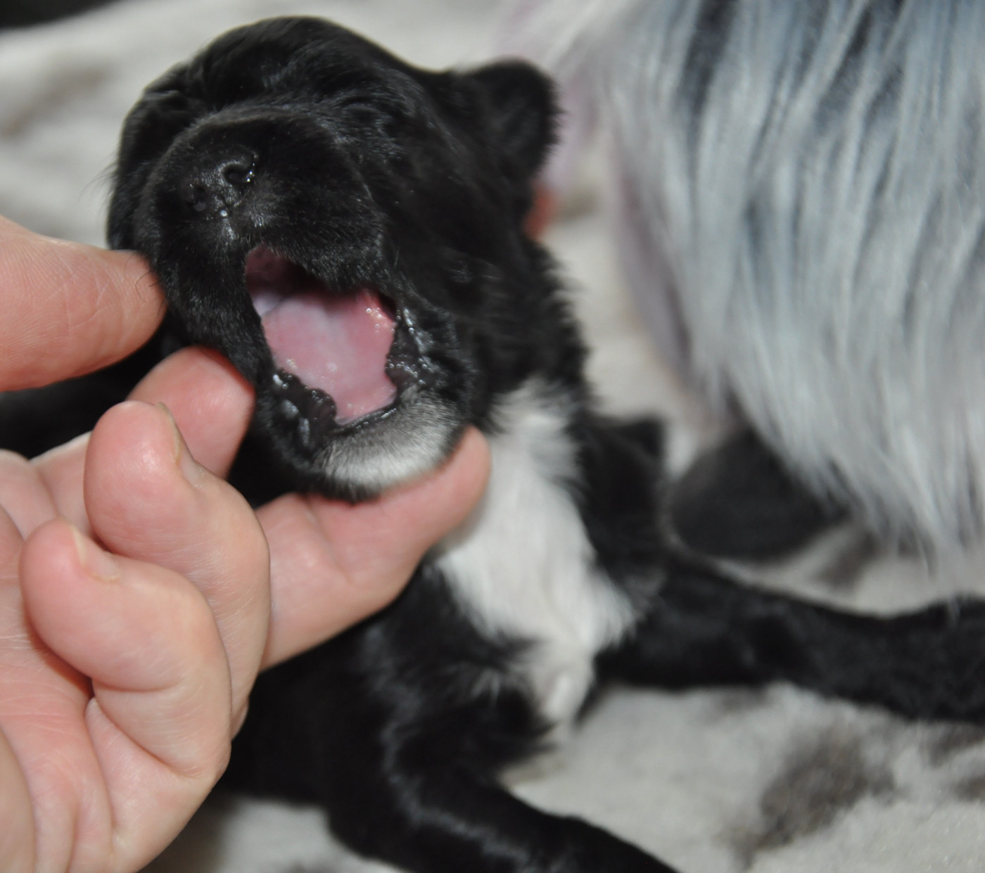 de Ling Dechen - Chiots disponibles - Terrier Tibetain