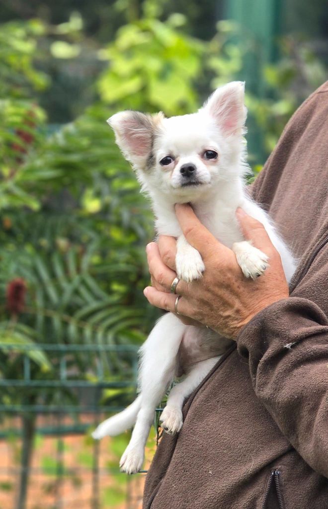 Puppy Chihuahua de Ling Dechen