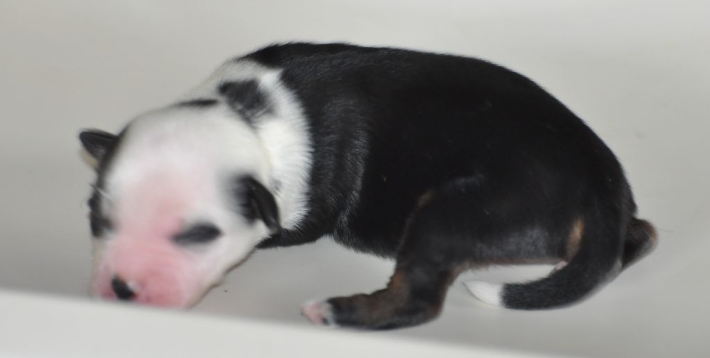 de Ling Dechen - Chiots disponibles - Terrier Tibetain