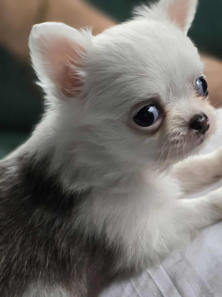 de Ling Dechen - Chiots disponibles - Chihuahua