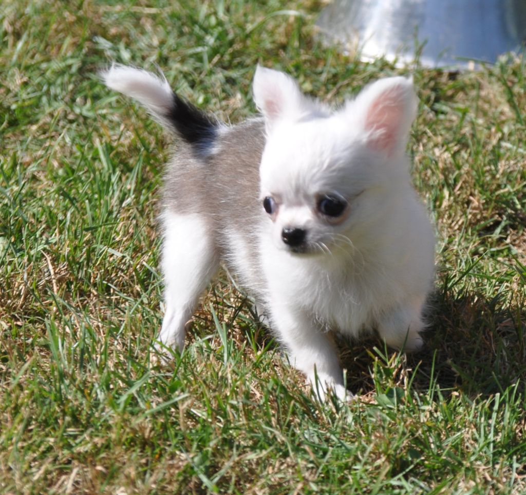de Ling Dechen - Chiots disponibles - Chihuahua