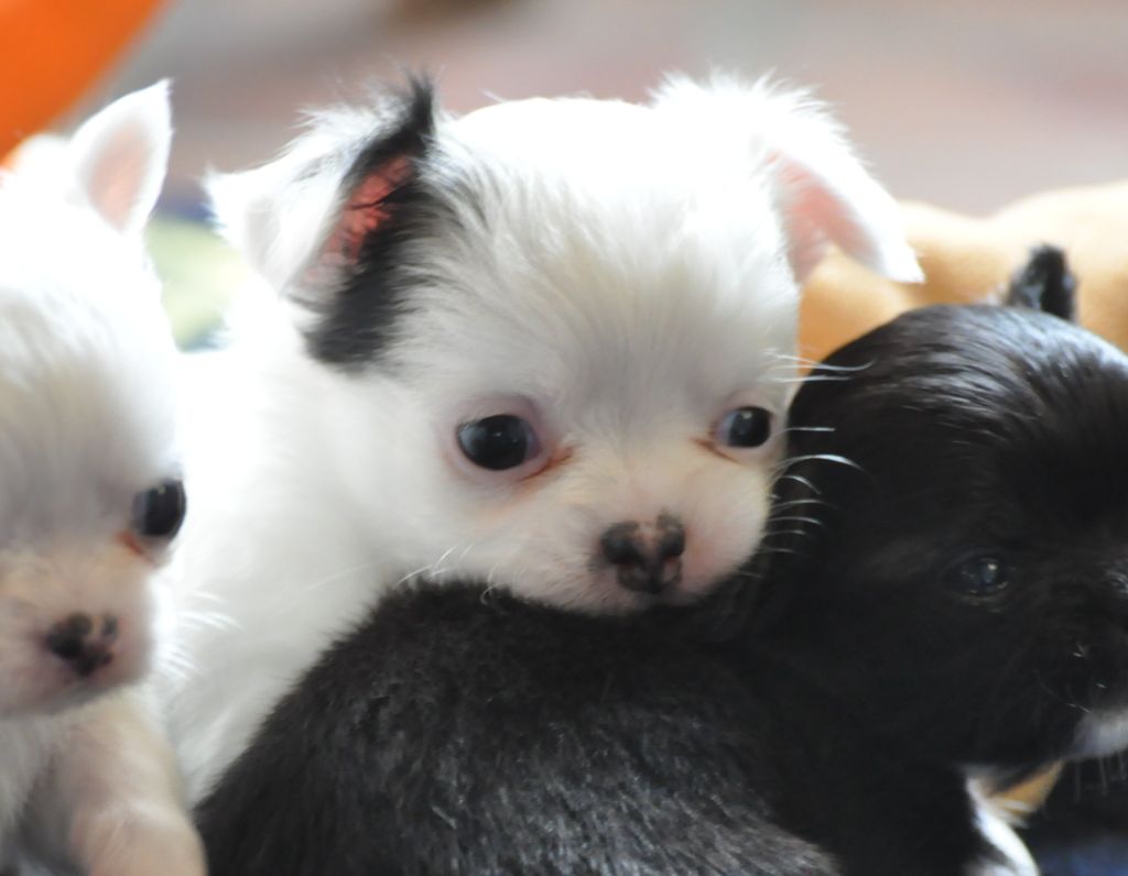 de Ling Dechen - Chiots disponibles - Chihuahua