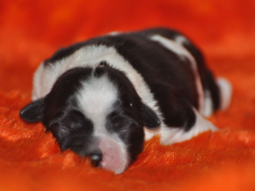 de Ling Dechen - Chiots disponibles - Terrier Tibetain