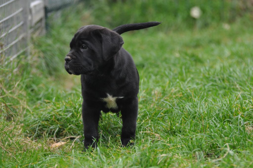 de Ling Dechen - Chiots disponibles - Cane Corso