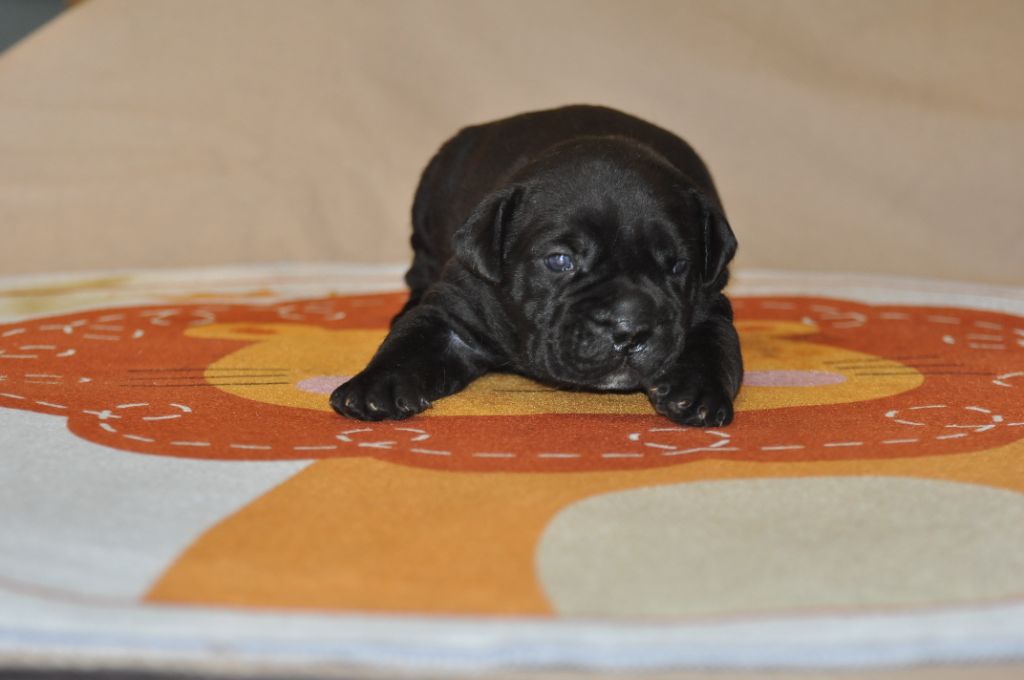 de Ling Dechen - Cane Corso - Portée née le 20/08/2025