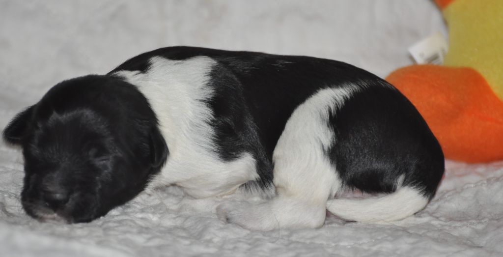 de Ling Dechen - Chiots disponibles - Terrier Tibetain