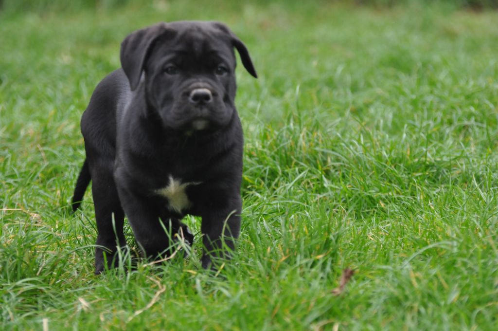 Chiot Cane Corso de Ling Dechen